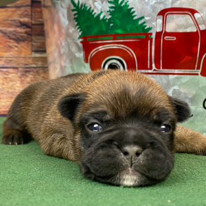 French Bulldog Puppy Ruby