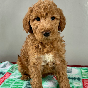 Goldendoodle Puppy Haddie