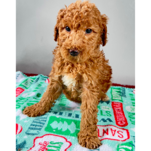 Goldendoodle Puppy Haddie