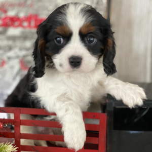 Cavalier King Charles Spaniel Puppy Joey