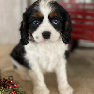 Cavalier King Charles Spaniel Puppy Joey