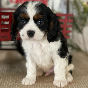 Cavalier King Charles Spaniel Puppy Joey