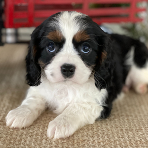 Cavalier King Charles Spaniel Puppy Joey