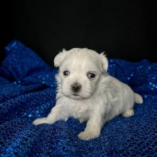 Maltese Puppy Edison