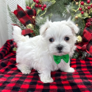 Maltese Puppy Edison