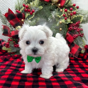 Maltese Puppy Edison