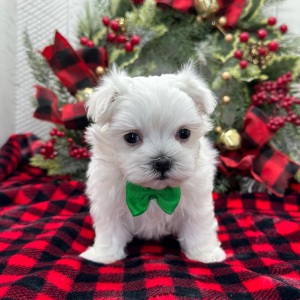 Maltese Puppy Edison
