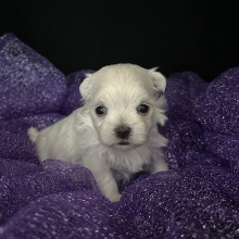 Maltese Puppy Emily