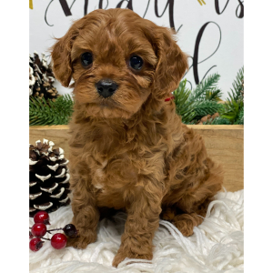 Cavapoo Puppy Maverick