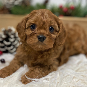 Cavapoo Puppy Maverick