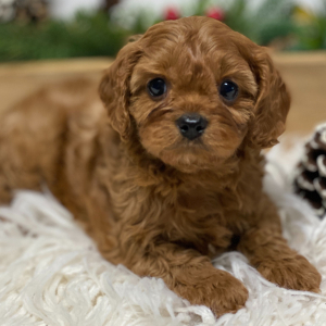Cavapoo Puppy Maverick