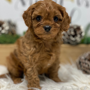 Cavapoo Puppy Maverick