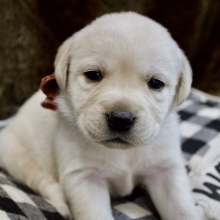 Labrador Retriever Puppy Snow