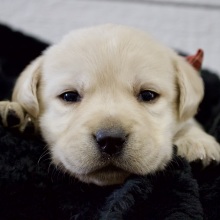 Labrador Retriever Puppy Snow