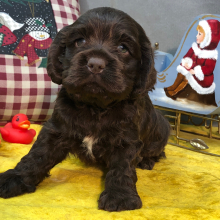 Cocker Spaniel Puppy Jimmy
