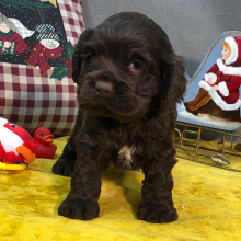 Cocker Spaniel Puppy Jimmy