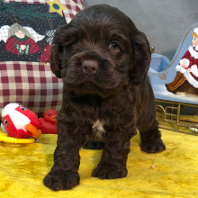 Cocker Spaniel Puppy Jimmy