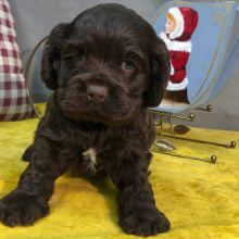 Cocker Spaniel Puppy Jimmy