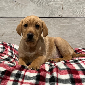 Labrador Retriever Puppy Duke