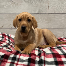 Labrador Retriever Puppy Duke