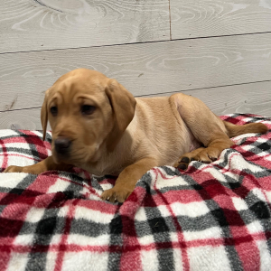 Labrador Retriever Puppy Duke