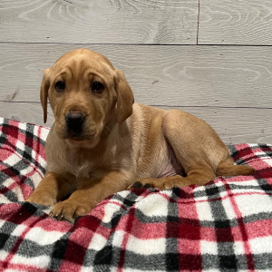 Labrador Retriever Puppy Duke