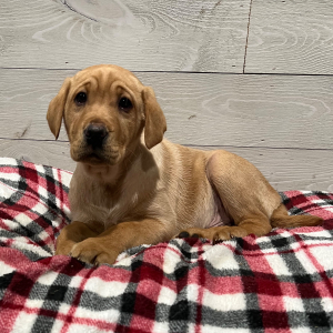 Labrador Retriever Puppy Duke
