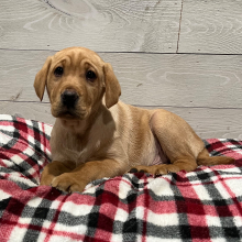 Labrador Retriever Puppy Duke