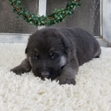 German Shepherd Dog Puppy Zinna