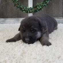 German Shepherd Dog Puppy Zinna
