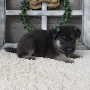 German Shepherd Dog Puppy Zinna