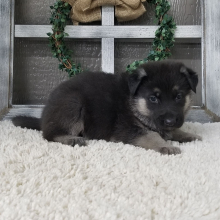 German Shepherd Dog Puppy Zinna