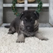 German Shepherd Dog Puppy Zinna