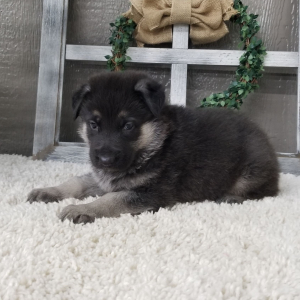German Shepherd Dog Puppy Zinna