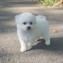 Bichon Frise Puppy Jasper