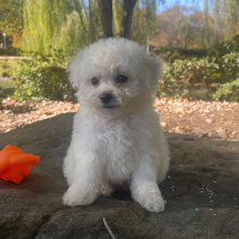 Bichon Frise Puppy Jasper
