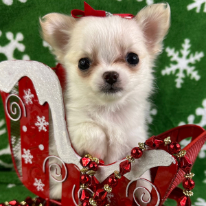Chihuahua Puppy Prissy