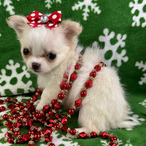 Chihuahua Puppy Prissy