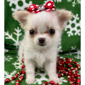 Chihuahua Puppy Prissy