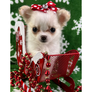 Chihuahua Puppy Prissy