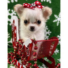 Chihuahua Puppy Prissy