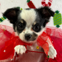 Chihuahua Puppy Simba