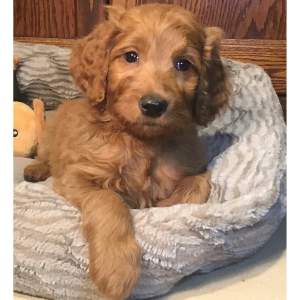 Goldendoodle Puppy Penny