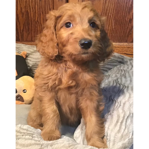 Goldendoodle Puppy Penny