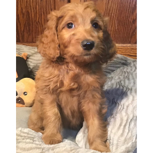 Goldendoodle Puppy Penny