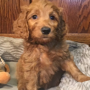 Goldendoodle Puppy Penny