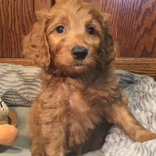 Goldendoodle Puppy Penny