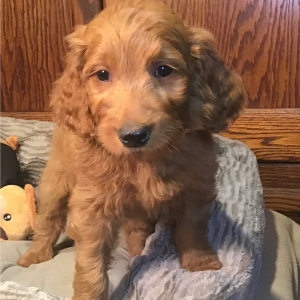 Goldendoodle Puppy Penny