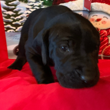 Great Dane Puppy Ozzy