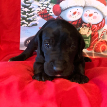 Great Dane Puppy Ozzy